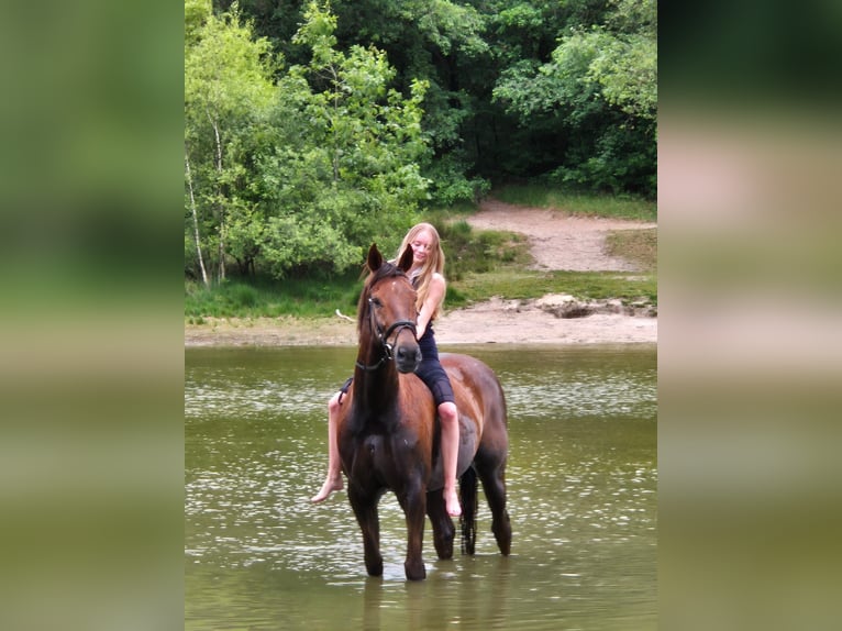 Belgisch Warmbloed Ruin 12 Jaar 174 cm Donkere-vos in Wijster