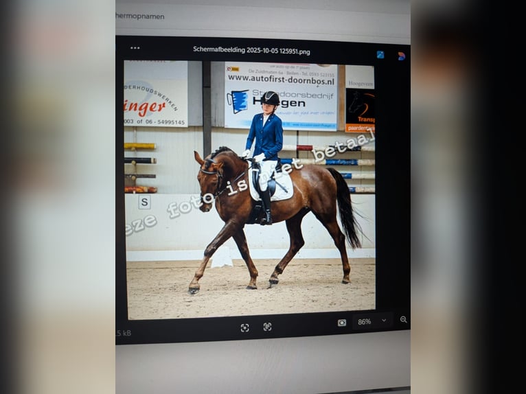 Belgisch Warmbloed Ruin 12 Jaar 174 cm Donkere-vos in Wijster