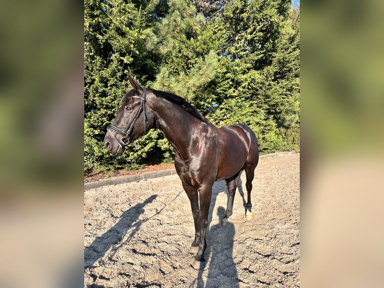 Belgisch Warmbloed Ruin 12 Jaar 175 cm Zwart in Kasterlee