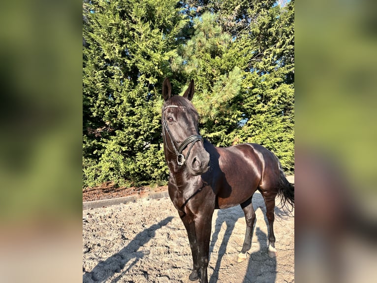 Belgisch Warmbloed Ruin 12 Jaar 175 cm Zwart in Kasterlee