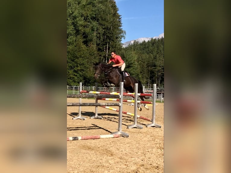 Belgisch Warmbloed Ruin 12 Jaar 176 cm Zwartbruin in Igls