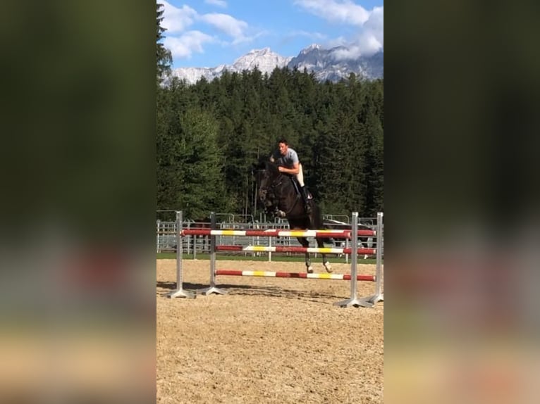 Belgisch Warmbloed Ruin 12 Jaar 176 cm Zwartbruin in Igls