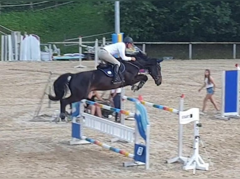 Belgisch Warmbloed Ruin 12 Jaar 176 cm Zwartbruin in Igls