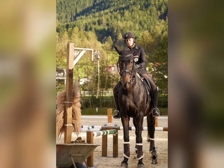 Belgisch Warmbloed Ruin 12 Jaar 176 cm Zwartbruin in Igls