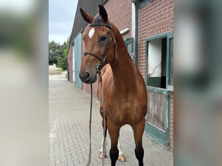 Belgisch Warmbloed Ruin 12 Jaar 178 cm Bruin in Nettetal