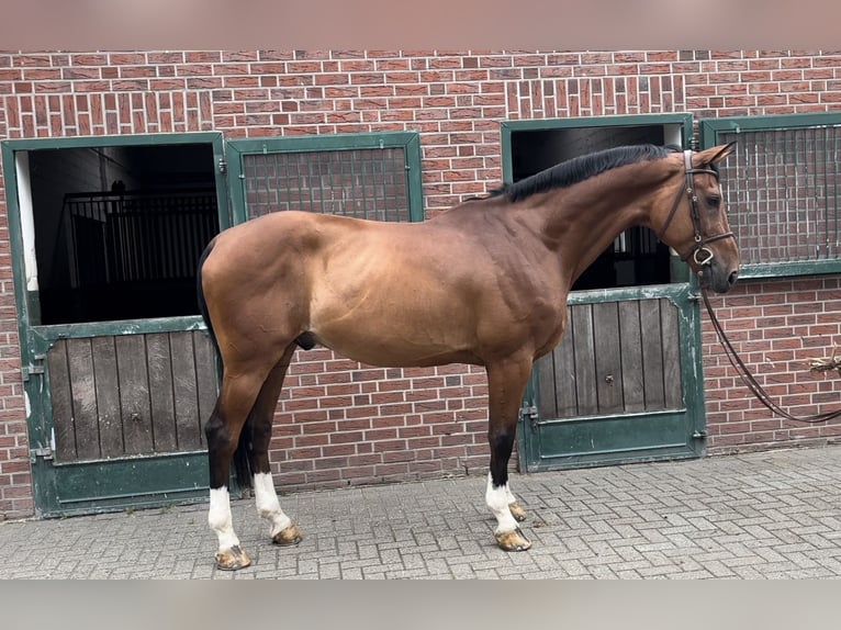 Belgisch Warmbloed Ruin 12 Jaar 178 cm Bruin in Nettetal