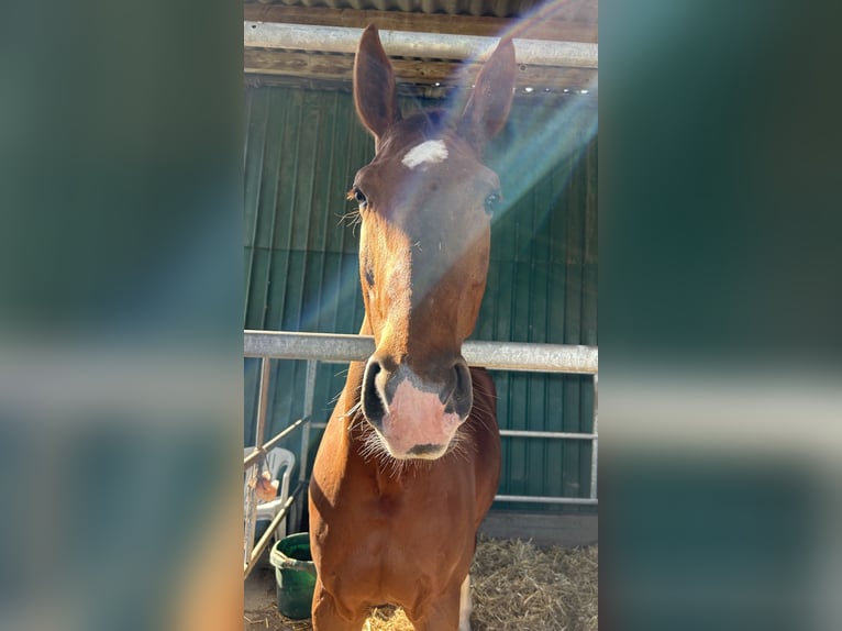 Belgisch Warmbloed Ruin 13 Jaar 163 cm Vos in Neuss