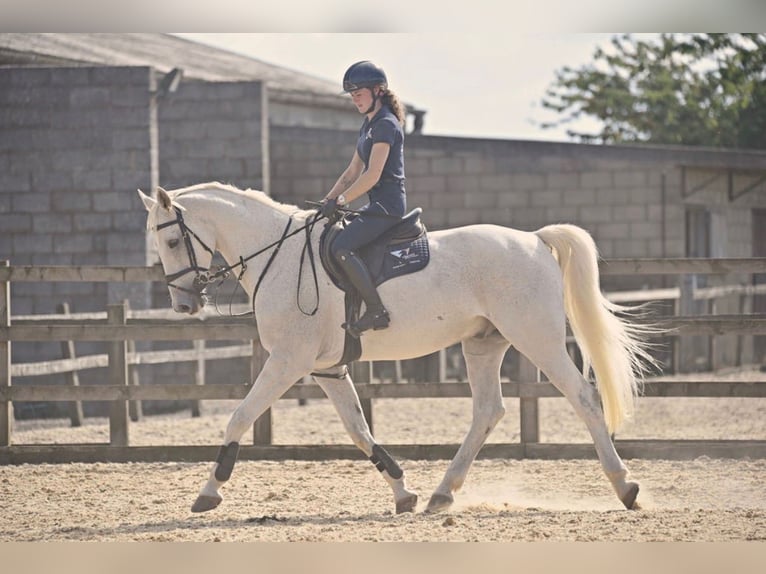 Belgisch Warmbloed Ruin 13 Jaar 170 cm Schimmel in grantham, Lincs