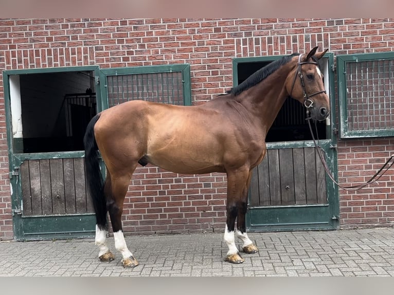 Belgisch Warmbloed Ruin 13 Jaar 172 cm Bruin in Nettetal