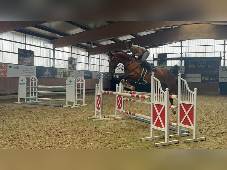 Belgisch Warmbloed Ruin 13 Jaar 173 cm Bruin in Grevenbroich