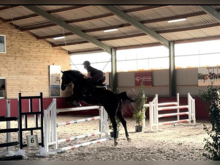 Belgisch Warmbloed Ruin 13 Jaar 173 cm Donkerbruin in Kapellen