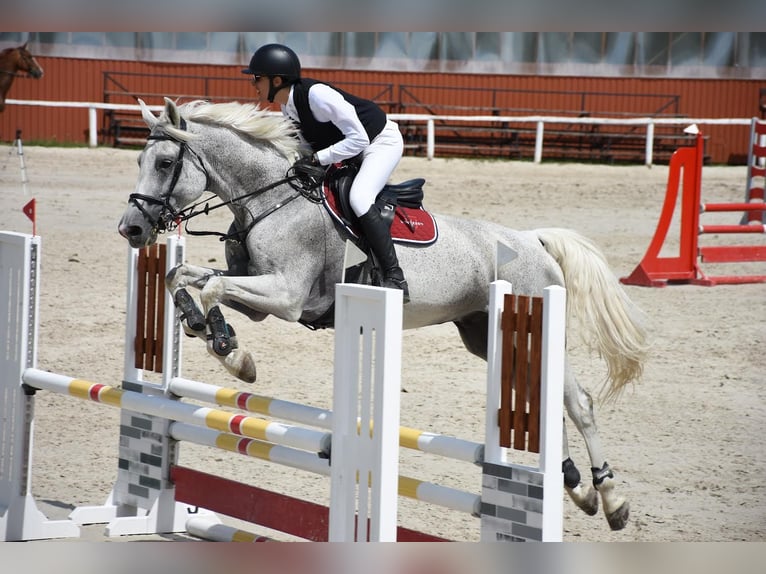 Belgisch Warmbloed Ruin 13 Jaar 178 cm Vliegenschimmel in Tabajd