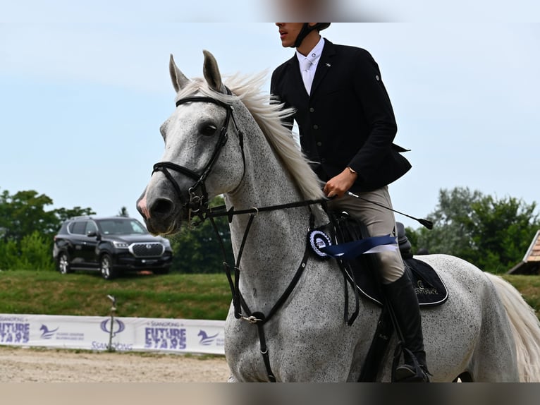 Belgisch Warmbloed Ruin 13 Jaar 178 cm Vliegenschimmel in Tabajd