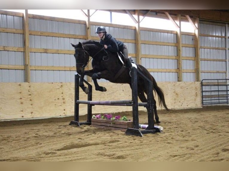 Belgisch Warmbloed Ruin 13 Jaar Roodbruin in Howell