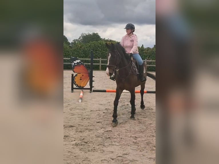 Belgisch Warmbloed Ruin 14 Jaar 165 cm Bruin in Lier