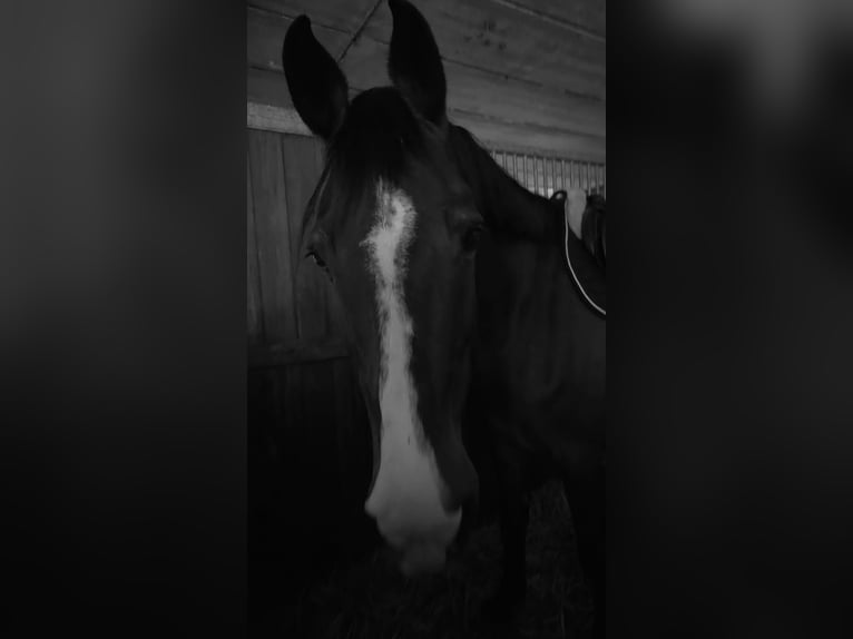 Belgisch Warmbloed Ruin 14 Jaar 165 cm Bruin in Lier