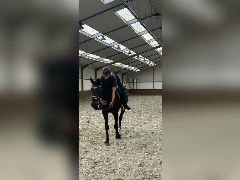 Belgisch Warmbloed Ruin 14 Jaar 165 cm Zwart in Geel