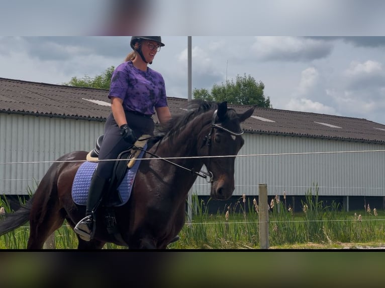 Belgisch Warmbloed Ruin 14 Jaar 165 cm Zwart in Geel