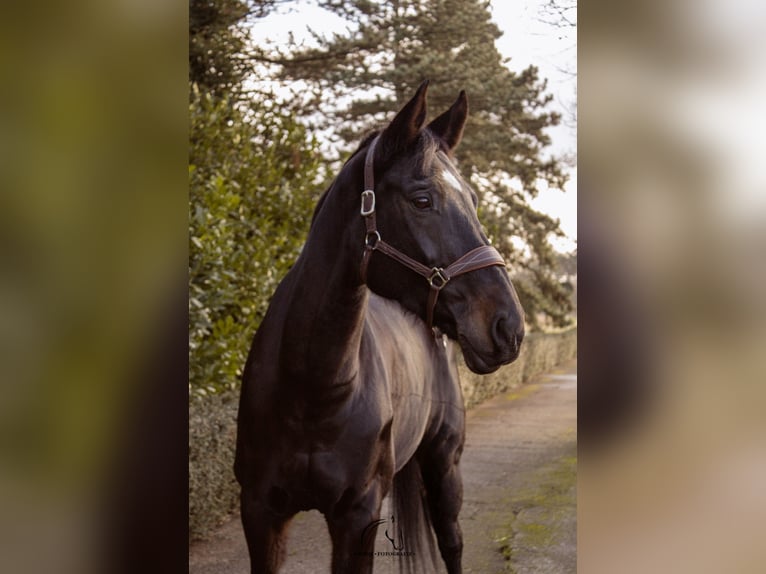 Belgisch Warmbloed Ruin 14 Jaar 165 cm Zwart in Geel