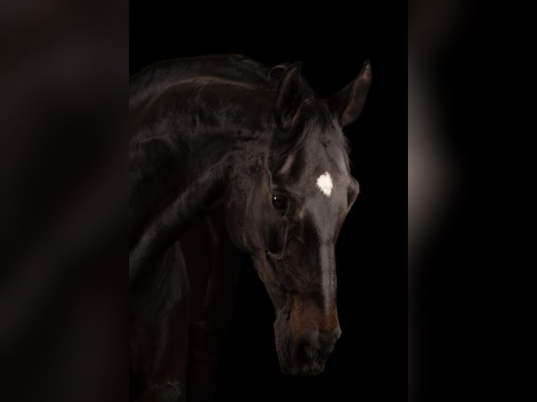 Belgisch Warmbloed Ruin 14 Jaar 165 cm Zwart in Geel