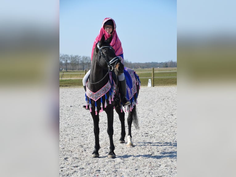 Belgisch Warmbloed Ruin 14 Jaar 165 cm Zwart in Geel