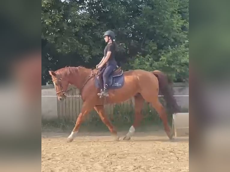 Belgisch Warmbloed Ruin 14 Jaar 166 cm Vos in Heusden zolder