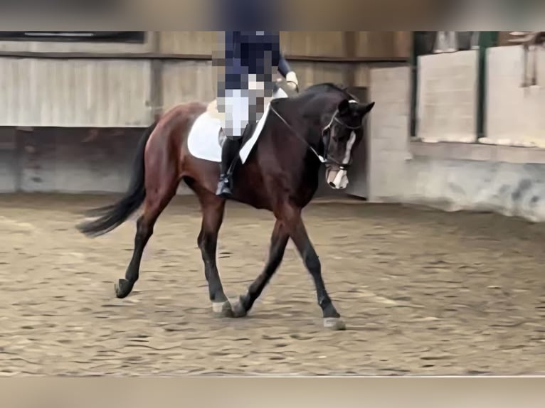 Belgisch Warmbloed Ruin 14 Jaar 167 cm Bruin in Lier