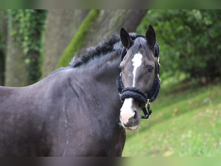 Belgisch Warmbloed Ruin 14 Jaar 168 cm Zwart in Darmstadt