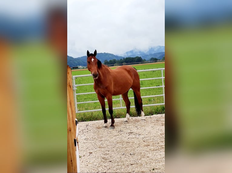 Belgisch Warmbloed Ruin 14 Jaar 170 cm Bruin in Vöcklabruck