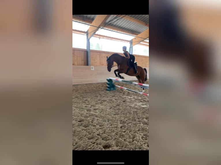 Belgisch Warmbloed Ruin 14 Jaar 170 cm Bruin in Vöcklabruck