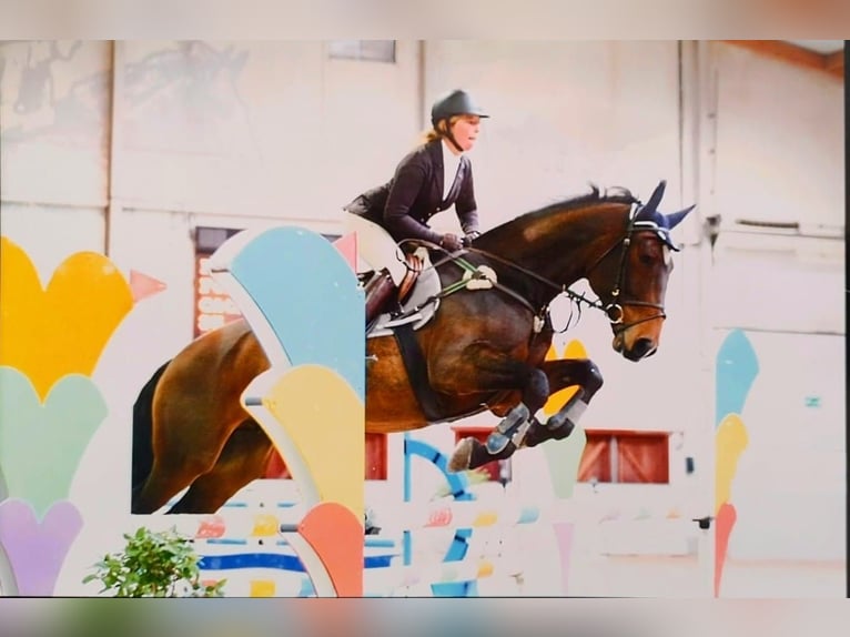 Belgisch Warmbloed Ruin 14 Jaar 173 cm Bruin in Cafaggio