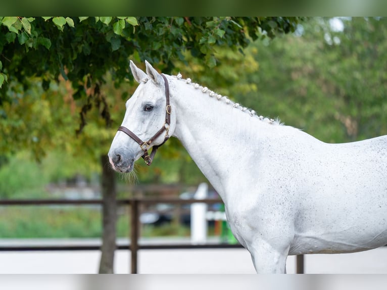 Belgisch Warmbloed Ruin 14 Jaar 174 cm Schimmel in Kaulille