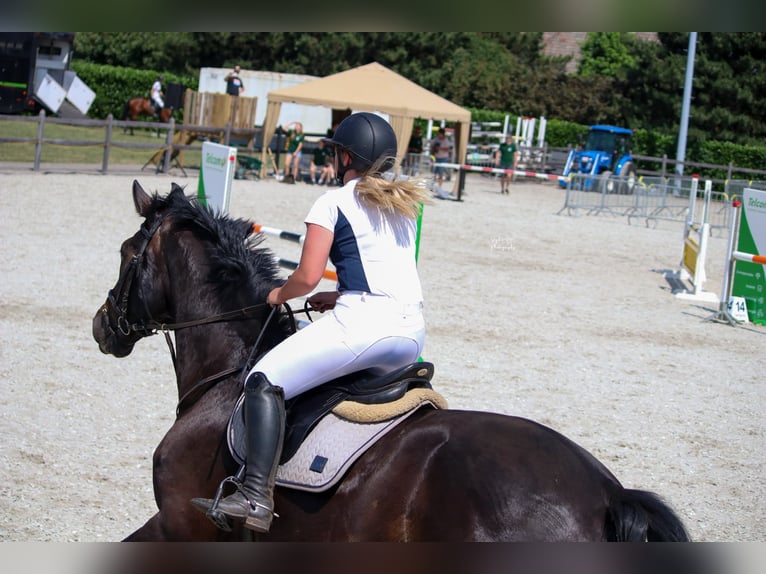 Belgisch Warmbloed Ruin 14 Jaar 175 cm Zwart in Geel