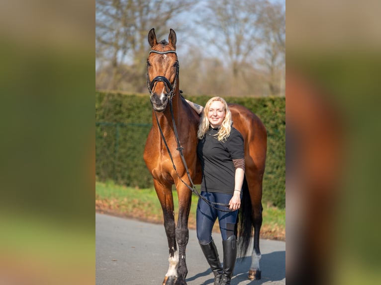 Belgisch Warmbloed Mix Ruin 15 Jaar 166 cm Bruin in Nettetal