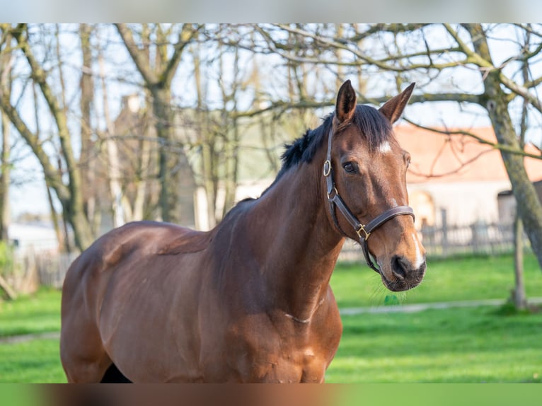 Belgisch Warmbloed Ruin 15 Jaar 166 cm  in GROTE-BROGEL