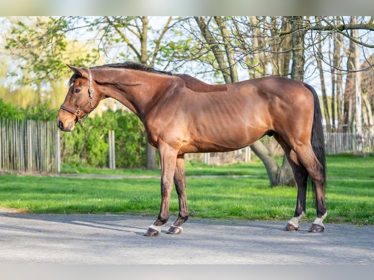 Belgisch Warmbloed Ruin 15 Jaar 166 cm  in GROTE-BROGEL