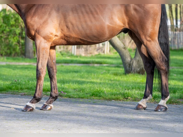 Belgisch Warmbloed Ruin 15 Jaar 166 cm  in GROTE-BROGEL