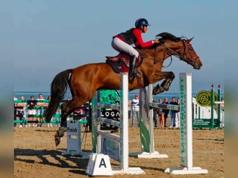 Belgisch Warmbloed Ruin 15 Jaar 167 cm Bruin in Pittem