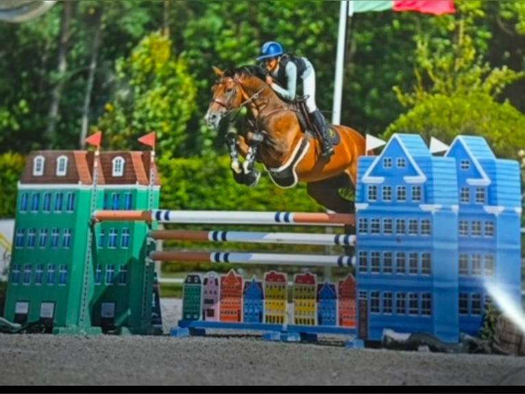 Belgisch Warmbloed Ruin 15 Jaar 167 cm Bruin in Pittem