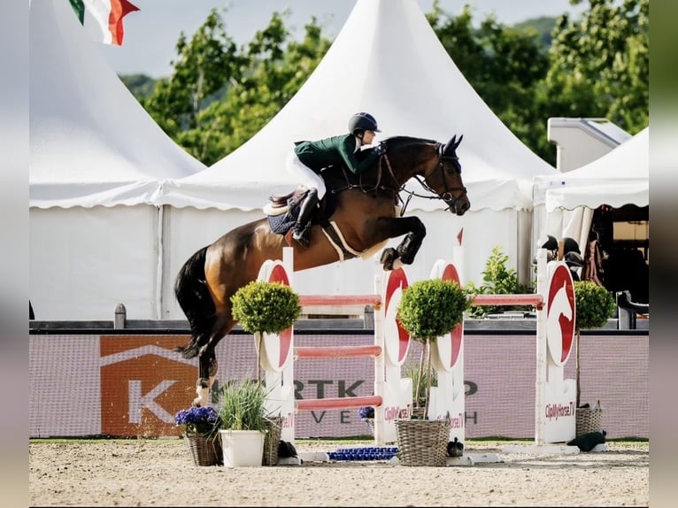 Belgisch Warmbloed Ruin 15 Jaar 168 cm Roodbruin in Omagh