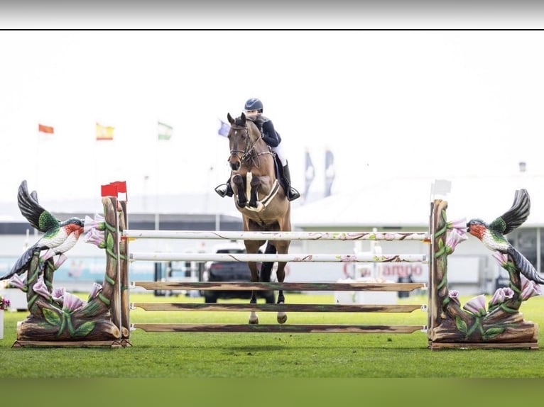 Belgisch Warmbloed Ruin 15 Jaar 168 cm Roodbruin in Omagh
