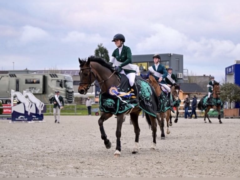 Belgisch Warmbloed Ruin 15 Jaar 168 cm Roodbruin in Omagh