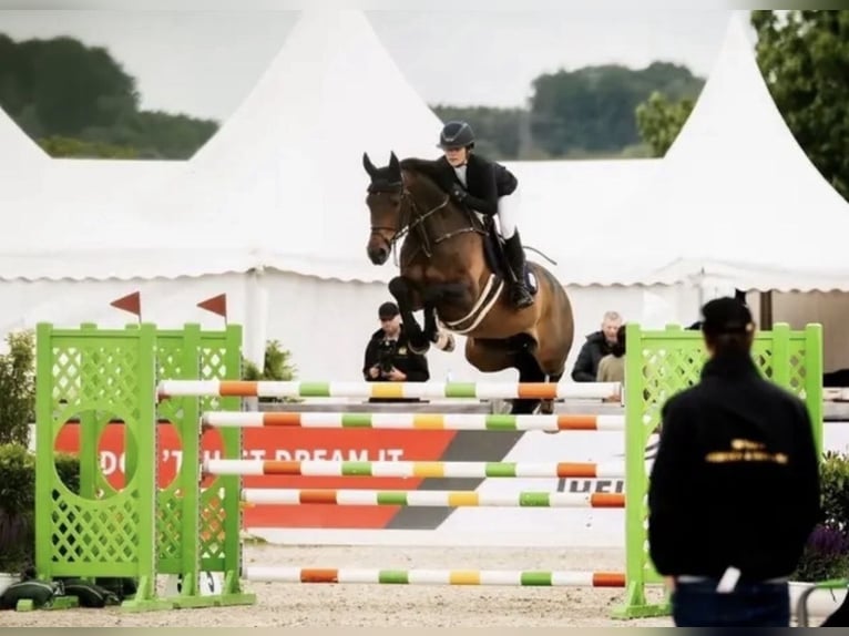 Belgisch Warmbloed Ruin 15 Jaar 168 cm Roodbruin in Omagh