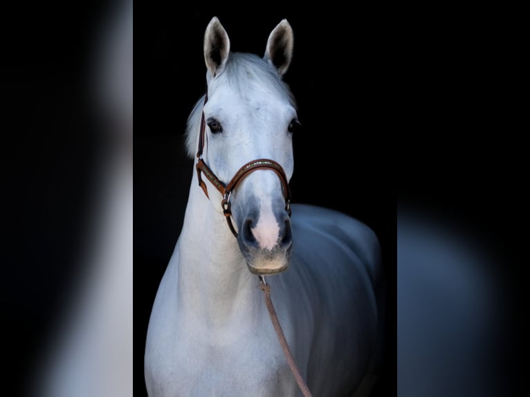 Belgisch Warmbloed Ruin 15 Jaar 173 cm Schimmel in Krefeld