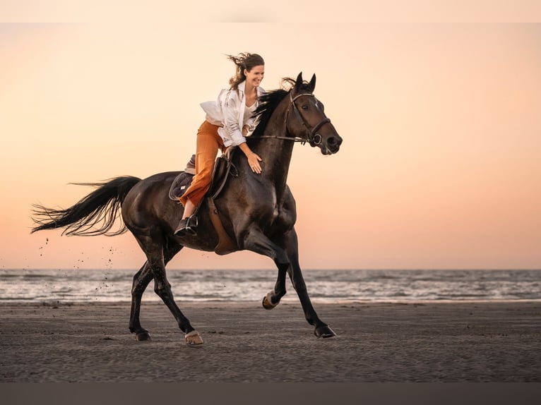 Belgisch Warmbloed Ruin 15 Jaar 180 cm Donkerbruin in Koekelare
