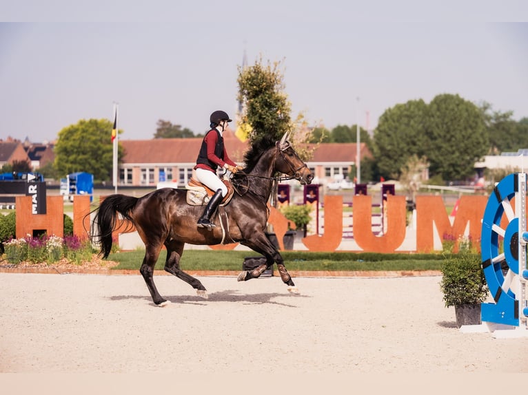 Belgisch Warmbloed Ruin 15 Jaar 180 cm Donkerbruin in Koekelare
