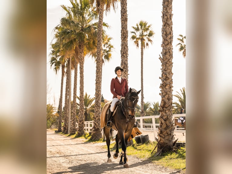 Belgisch Warmbloed Ruin 15 Jaar 180 cm Donkerbruin in Koekelare
