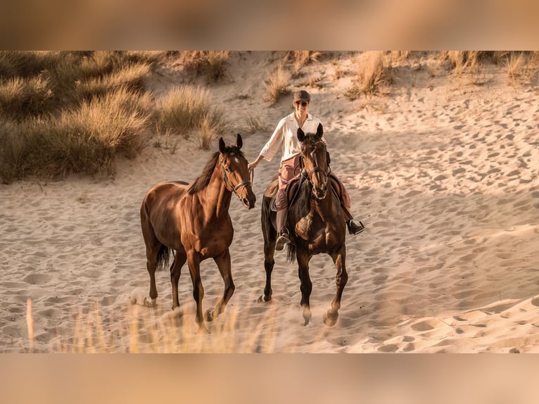 Belgisch Warmbloed Ruin 15 Jaar 180 cm Donkerbruin in Koekelare