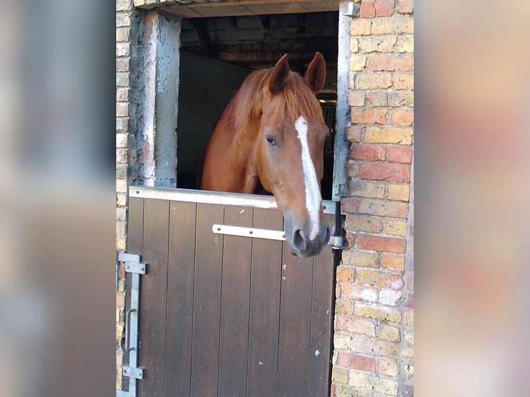 Belgisch Warmbloed Ruin 15 Jaar 182 cm Vos in Wervik