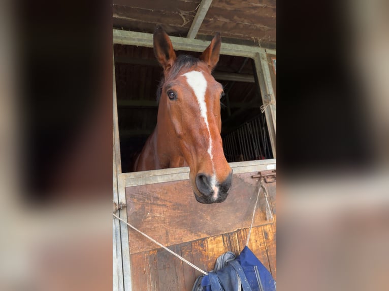 Belgisch Warmbloed Ruin 15 Jaar 184 cm Bruin in Baulers